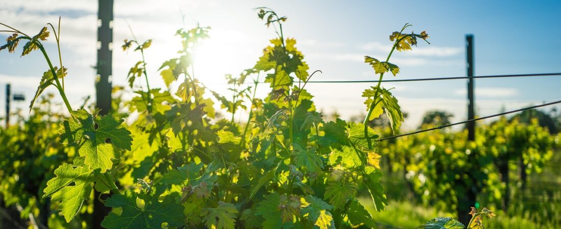 Accendo Winery Joins Forces with Napa Valley Wine Veterans