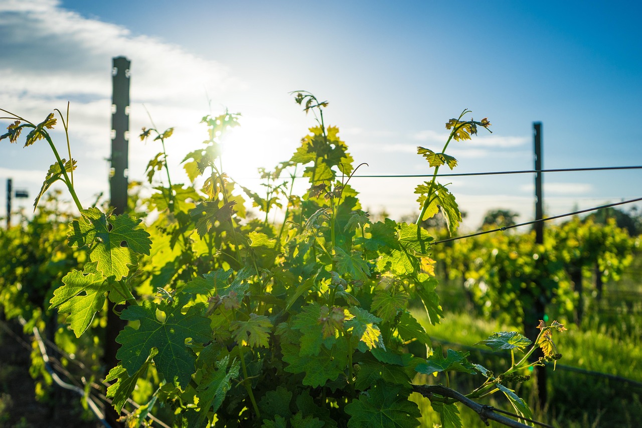 Accendo Winery Joins Forces with Napa Valley Wine Veterans